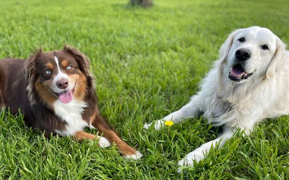 Obedience Training by Austin Agility