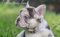 French Bulldogs by Topdogfrenchbulldogs