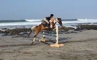 Horseback Riding Lessons  by The Riding Academy