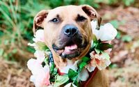 Volunteer with WAgs Animal Rescue by volunteer