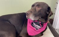 Promotional Doggie Bandanas by Paws 2 Purrfection Promotions, LLC
