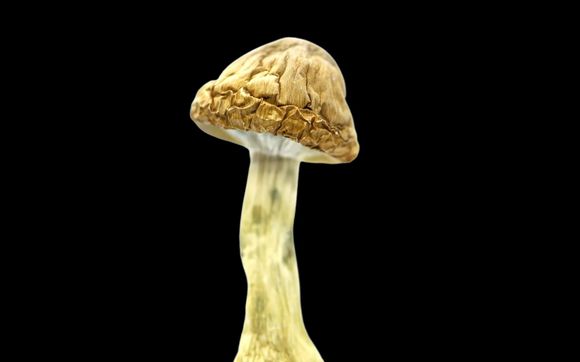 Psilocybin Facilitation by John Brennan