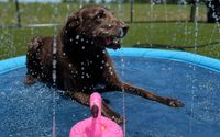 Full Day Care by Bentley’s Pawsome Resort