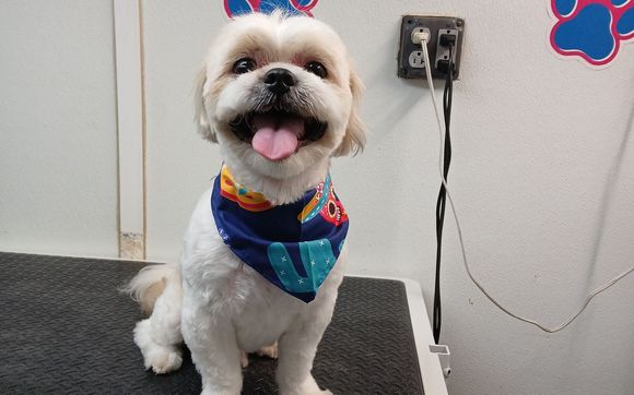 Shitzu full grooming by Sweet Pets LLC