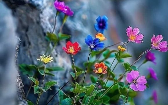 Gender Affirming Voice Therapy by Communication Allies Speech and Language Therapy