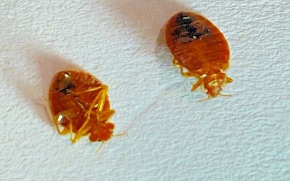 Bed Bug Treatment by Rove Pest Control