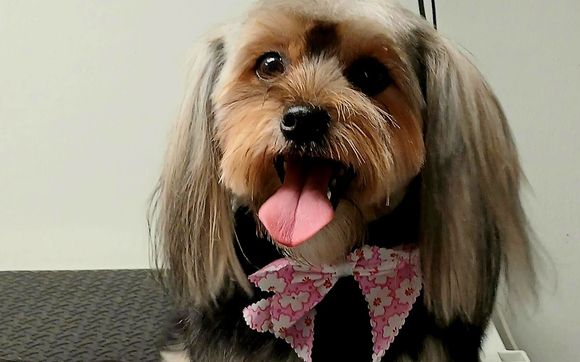 Pet Grooming by Sweet Pets LLC