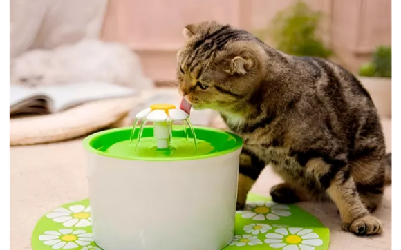 Cat and Dog Drinking Water Fountain  by LaDoya Michan Jenkins, LLC
