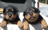 Rottweiler and German Shepherds for sale vomhognadottirs.com by vom Hognadottirs.com