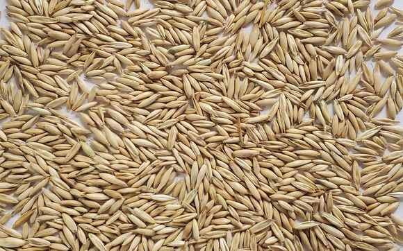 Canadian Oats by Hansen Mueller Co.