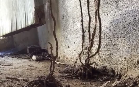 Pest Inspections by Inspection Plus Group