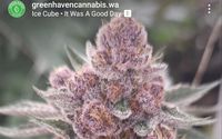 Cannabis Flower by Green Haven