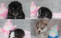 Small Animal Breeding by Coletas LLC
