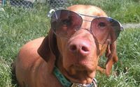 Pet Boarding  by Paws & Claws Retreat