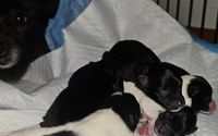 Purebred Puppies by Coletas LLC