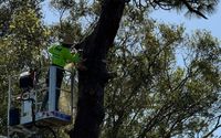 Emergency Tree Services by Martin Arborcare llc