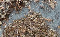 Eco-Friendly Leaf Removal Service by Ermina Dara