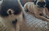 Overnight Care by Christine's pet sitting