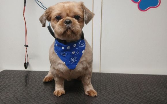 Dog Grooming by Sweet Pets LLC