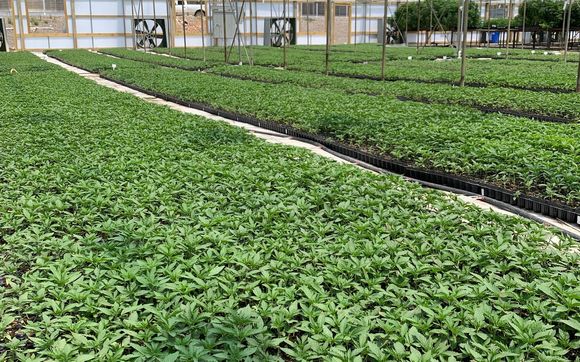 Crop Management Services/Consultation by Crockett Family Farms