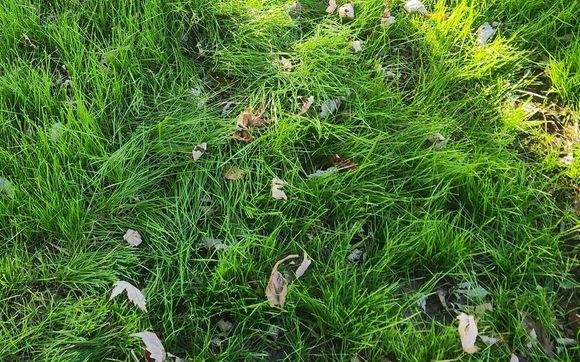 Seeding by Real clean lawn care services