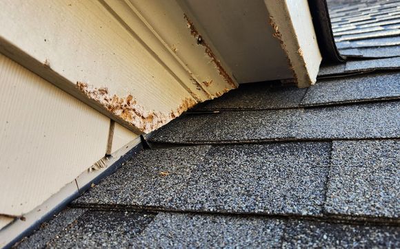 Wildlife Control Services by The Critter Gitter