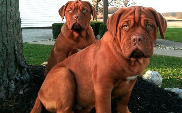 Dogue de Bordeaux and Mini Dachshund Puppies by www.doguebordeauxpups.com