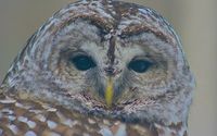 Wildlife photography  by Kelly dilello photography