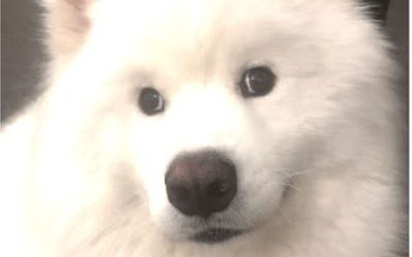 Anxiety Disorders by Bruce M. Gale, PhD