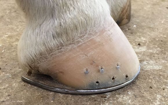 Shoeing- Reining horse sliders . National competitor  by Rennies Horseshoeing LLC