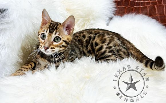 Small Animal Breeding by TEXASSTAR BENGALS