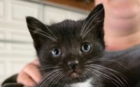 Manx cats by Dana Smith