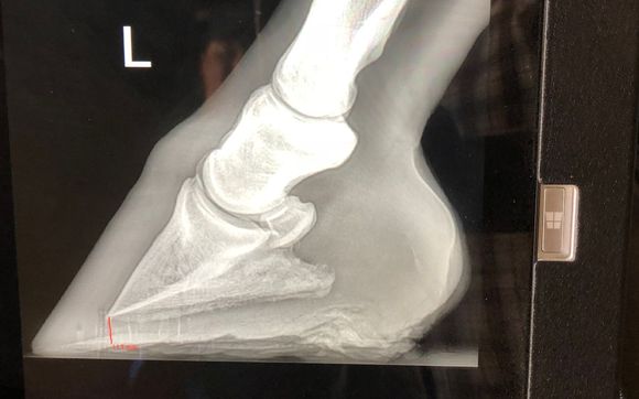 Trimming  by Rennies Horseshoeing LLC