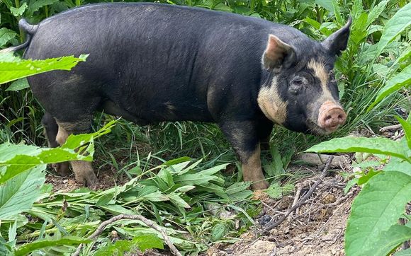 Hog Shares by Jaros Family Farm TN