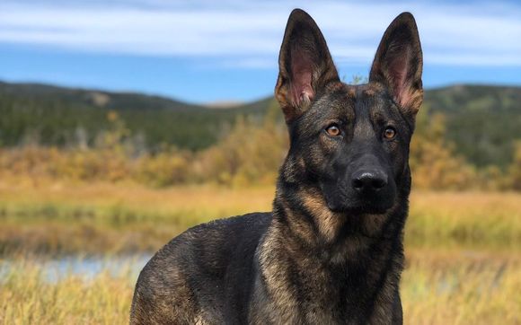 Ahead of the Pack - Board and Train Program by Top Paw K9 Academy
