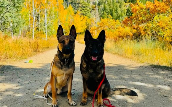 The Master Program - Board and Train Program by Top Paw K9 Academy