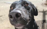 All Volunteer Foster-Based Dog Rescue & Adoption by Southern Skies Labrador Rescue & Adoption  Inc.