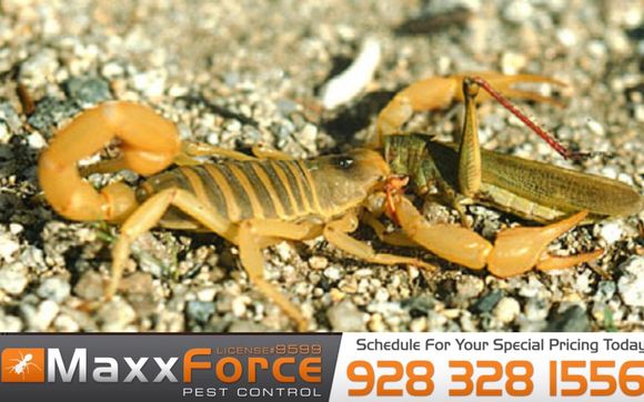 Pest Treatments by Maxx Force Pest Control