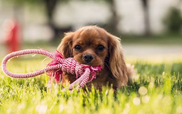 Pet Insurance by Kimberly Cunningham Insurance Agency