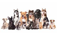 Doobie Dogs Premier Pet taxi Service  by Network In Action SW Houston