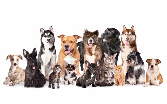Doobie Dogs Premier Pet taxi Service  by Network In Action SW Houston