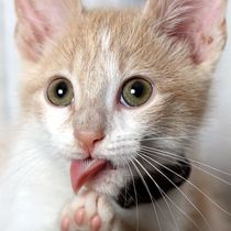 Pet Portrait Sessions by Paige Porchia Photography