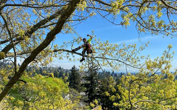 Tree Pruning  by Pelton Tree Care llc