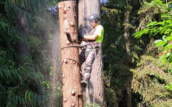 Tree Removal  by Pelton Tree Care llc