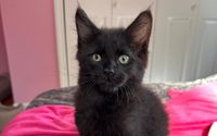 Breeder of Maine Coon kittens and Golden Retriever puppies  by Goldens and Coons