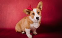 Pet Photograher by Kristi Crawford Photography