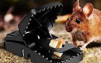 Rodent Removal by Blessed Pest Control