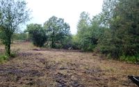 Tree and brush clearing  by Lenneman.com