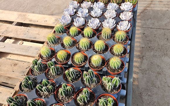 Cactus and Succulents  by Western Cactus Enterprises