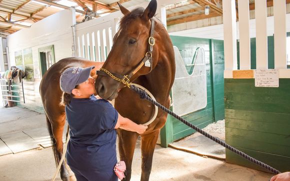 MagnaWave PEMF therapy by Holistic Equine Therapies